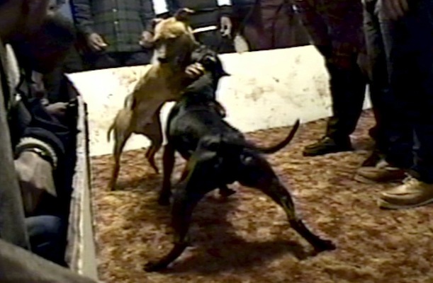 Dog-fighting